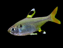 Pristella / X-Ray Tetra