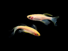 Longfin Gold Zebra Danio