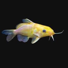 Golden False Upside Down Catfish (Synodontis nigrita)