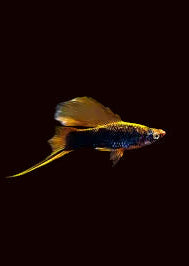 Hamburg Swordtail