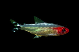 Rummynose Tetra