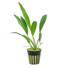 Anubias barteri var. lanceolata