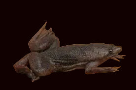 Carvalho's Surinam Toad (Pipa carvalhoi)