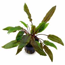 Cryptocoryne affinis "Red" Potted