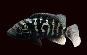Cuban Cichlid