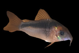 Rabaut's Cory (Osteogaster rabauti)