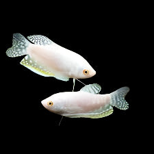 Platinum Gourami