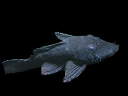 LDA074 Pleco Méduse Bleue