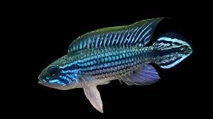 Apistogramma agassizii 'Tefe Pearl Blue'