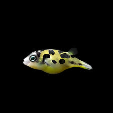 Pea Puffer