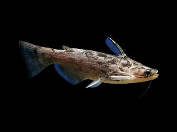 Poisson-chat brindille