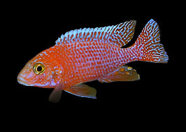 Strawberry Peacock Cichlid