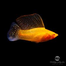 Blood Red Sailfin Molly