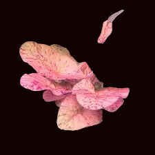 Nymphaea zenkeri (Red Tiger Lotus)