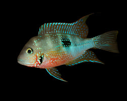Cichlids from Central America　熱帯魚 Cichlids from Central America 熱帯魚 Cichlids from Central