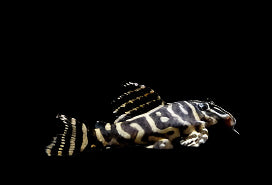 L340 Mega Clown Pleco