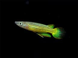 Golden Wonder Killifish