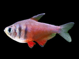 Flame tetra