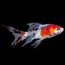 Shubunkin (Small)