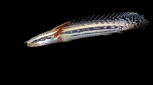 Polypterus lapradai (Medium) (NO LIVE ARRIVAL GUARANTEE)
