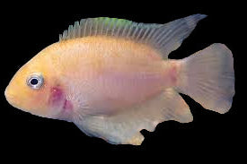 Pink Convict Cichlid