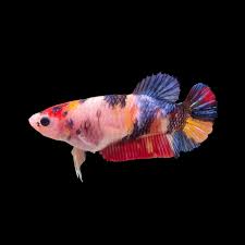 Koi Female Betta