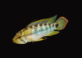 Apistogramma baenschi 'Inka'