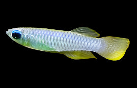 Norman's Lampeye Killifish