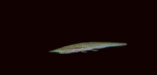 Green Whiptail Catfish