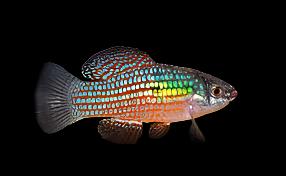 American Flagfish