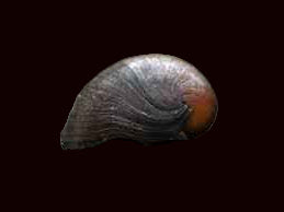 Coquilles d'escargots nérite