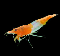 Orange Rili Shrimp