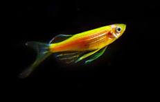 Longfin Gold Zebra Danio