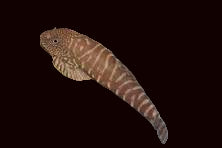Demon Eye Hillstream Loach (Erromyzon compactus)