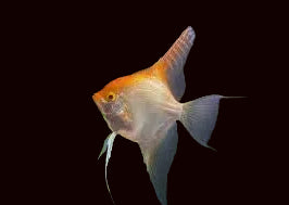 Albino Gold Head Angelfish