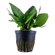 Hygrophila 'Compact' Potted