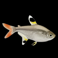 Pristella / X-Ray Tetra