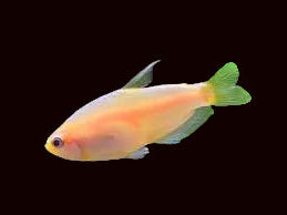 Gold Emperor Tetra (Nice)