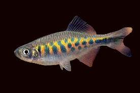 Interrupted Line Danio (Rare)