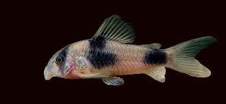 Twosaddle Cory