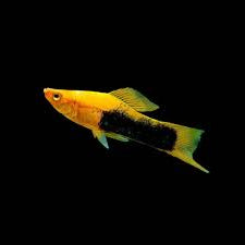 Golden Tuxedo Platy Swordtail