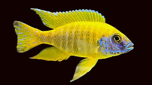 Sunshine Peacock Cichlid