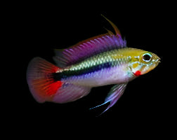 Apistogramma sp. Rio Mamore