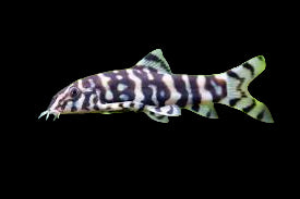Yo-Yo Loach