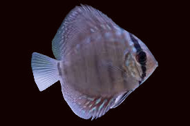 Discus assortis