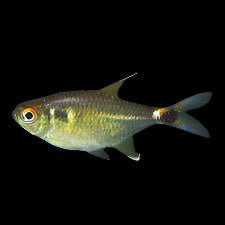 Head and Tail Light Tetra