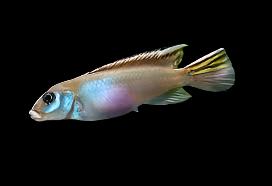 Nanochromis parilus LOCAL BRED!