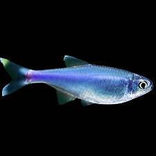 Cochu's Blue Tetra