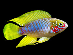 Apistogramma borellii