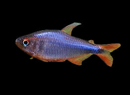 Blueberry Tetra